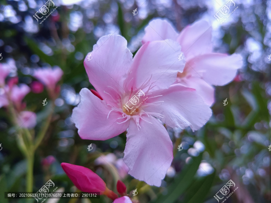 野牡丹花特写