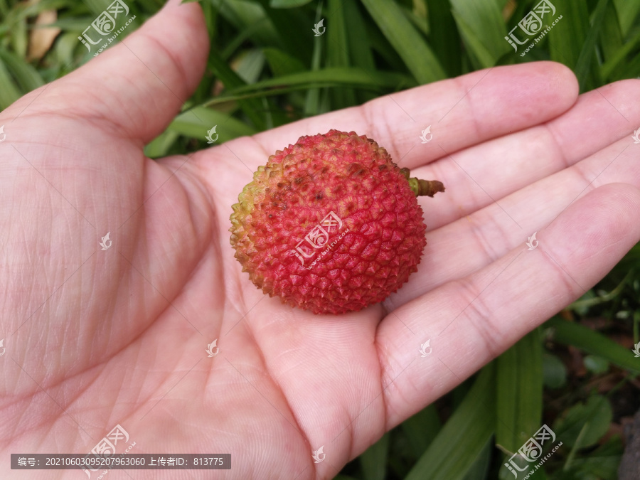 手掌小荔枝