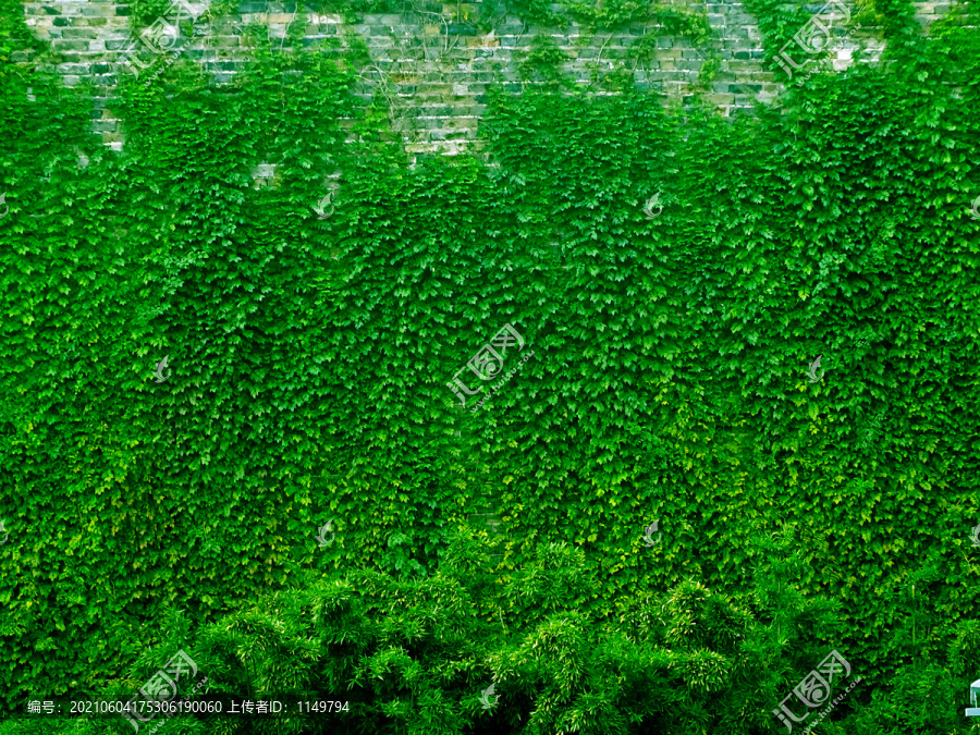 绿植绿叶墙