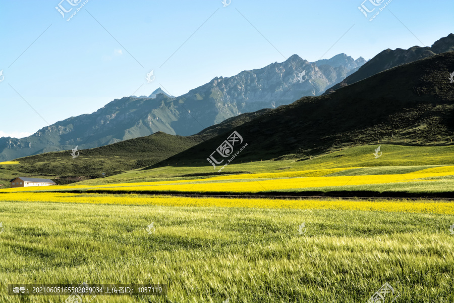 高山草甸