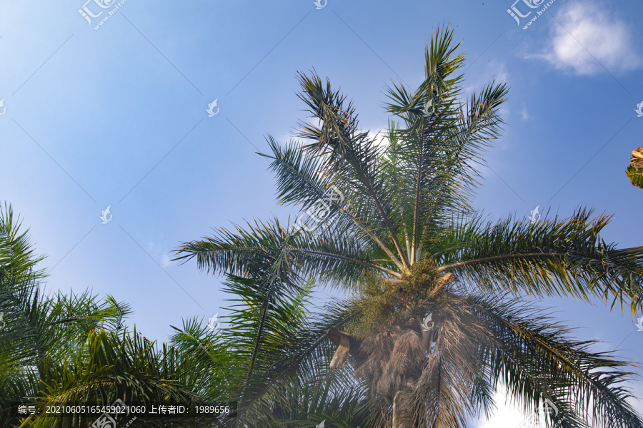 仰拍蓝天白云棕榈树