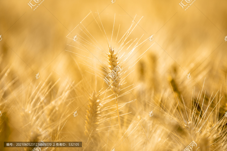 麦子麦穗