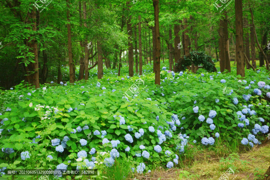 田园绣球花