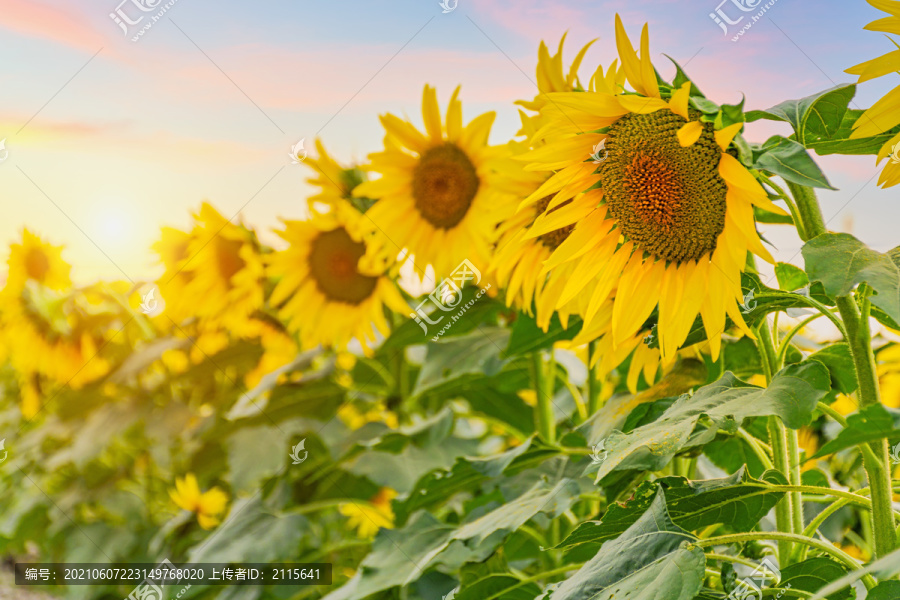 向日葵太阳花