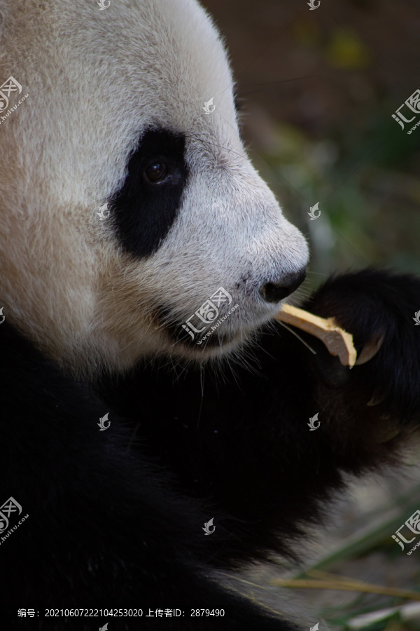 吃竹子的熊猫