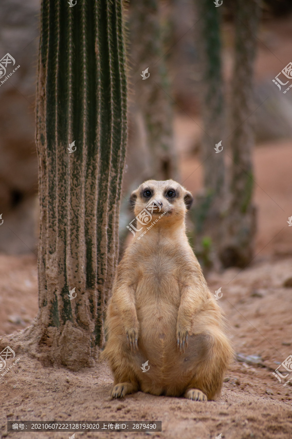 丁满狐獴猫鼬