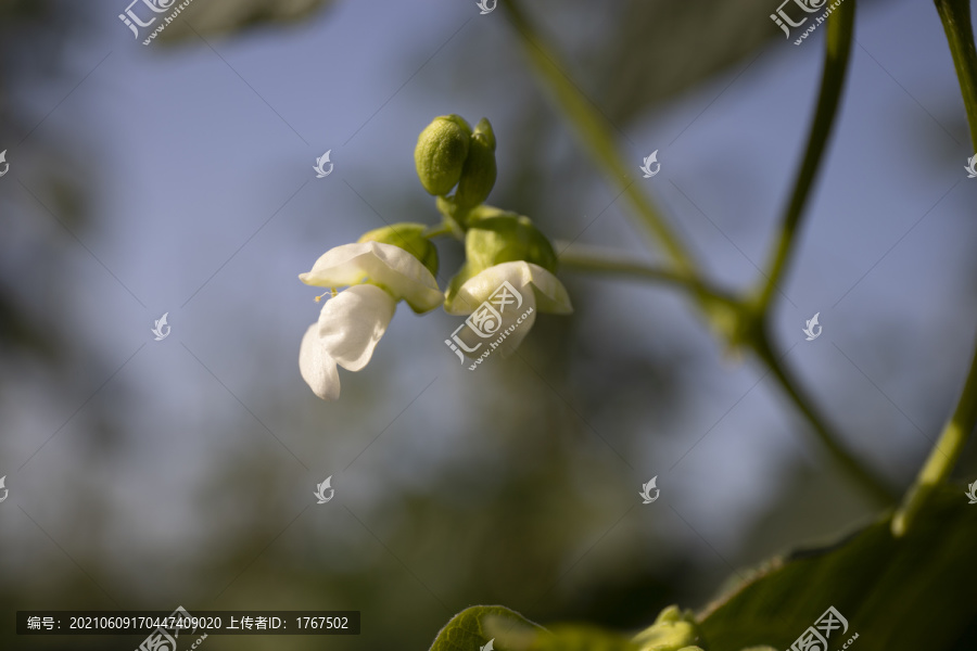 豇豆开花