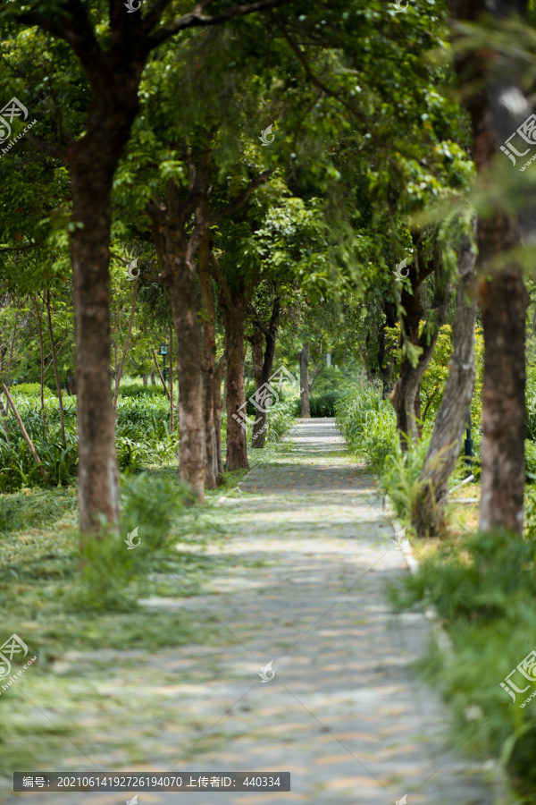 石岩湖公园的林荫路