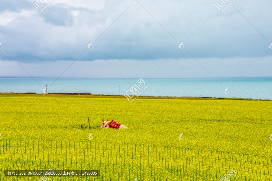 青海湖风光