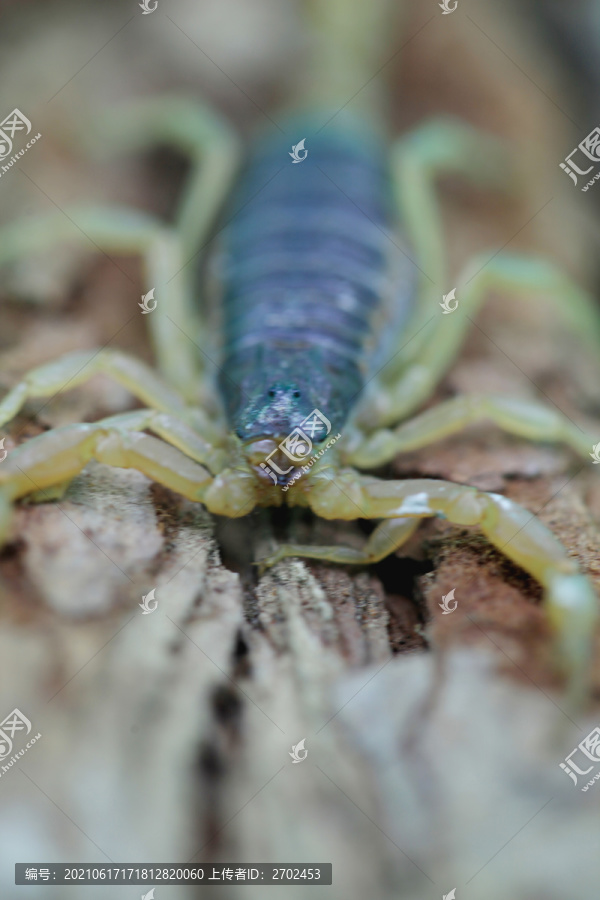 蝎子