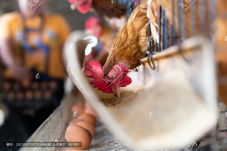 工厂养鸡、泰国笼中养鸡工业农场、动物和农业综合企业、食品生产和工业概念