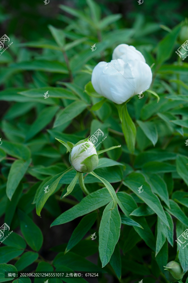 白色芍药花