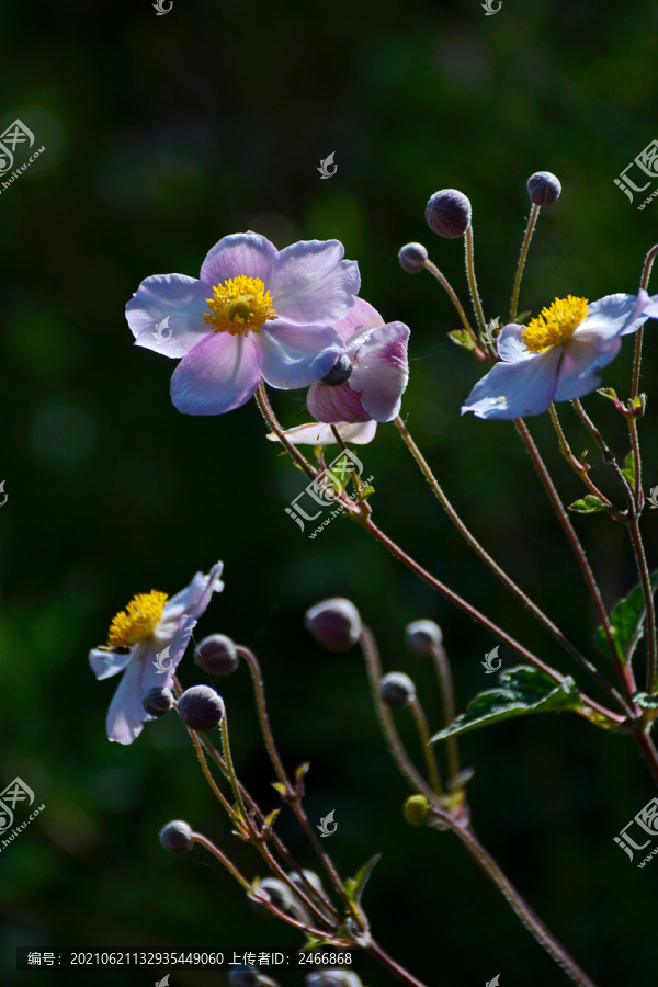 野棉花