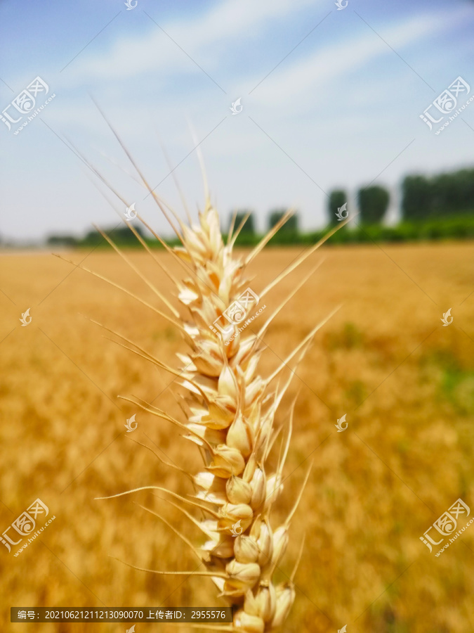 小麦金色麦穗