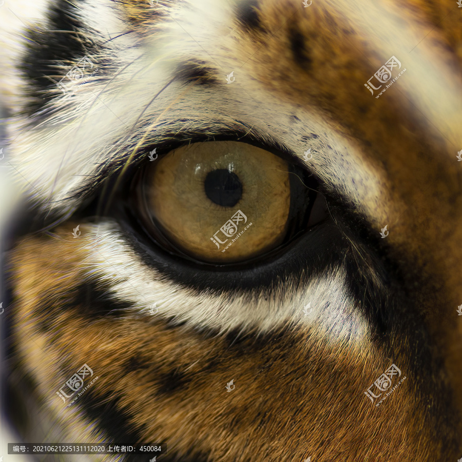 老虎眼睛