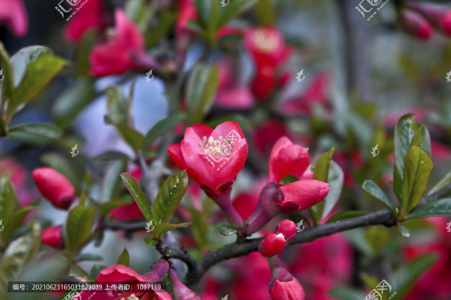 春暖花开