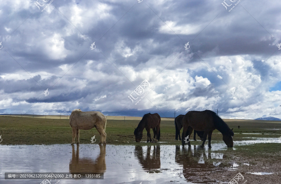 西藏八木措草原上的四匹马在吃草