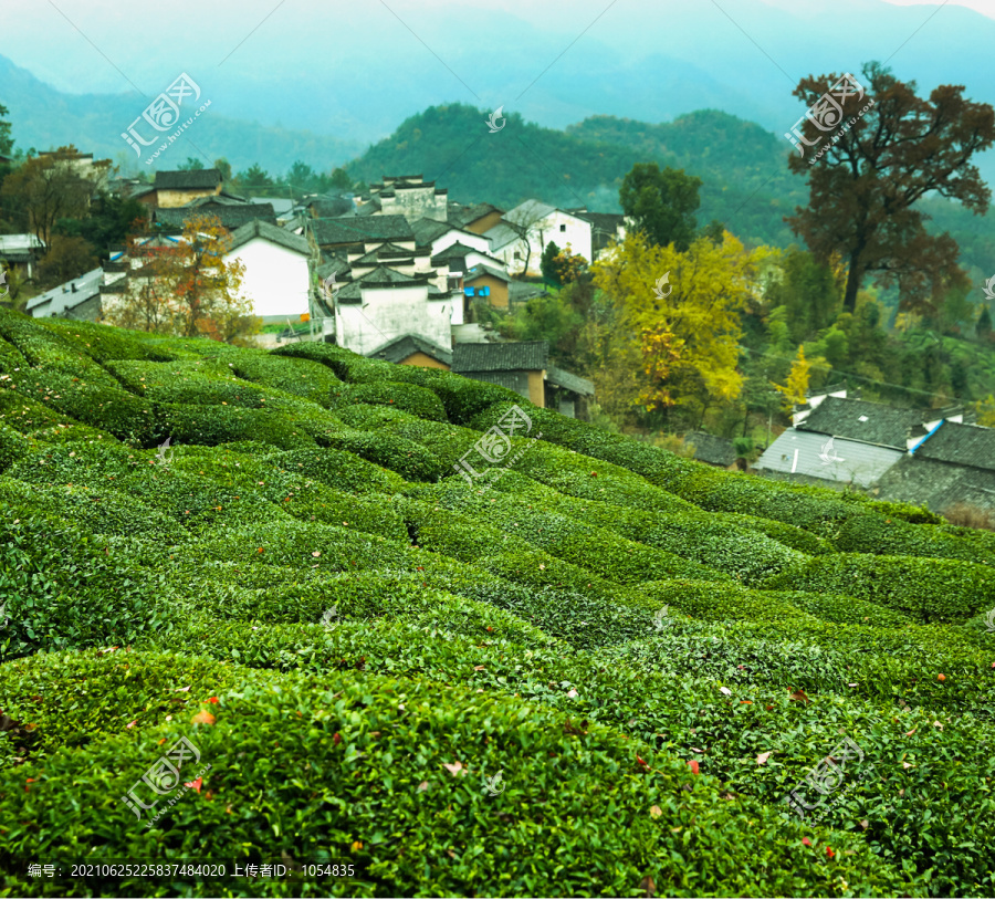 高山茶园