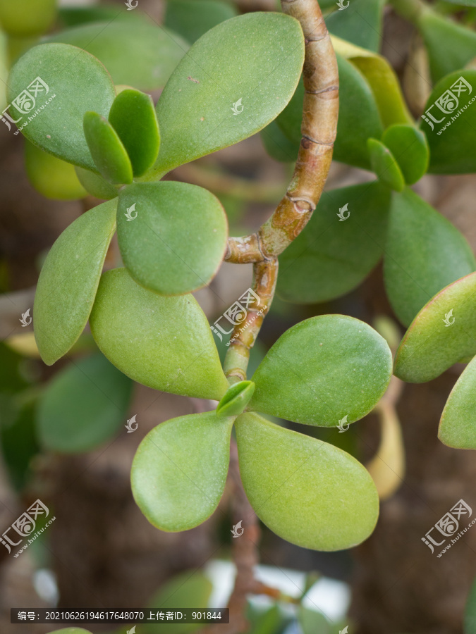 景天科植物燕子掌