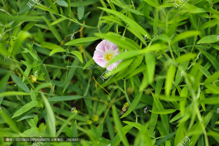 牵牛花