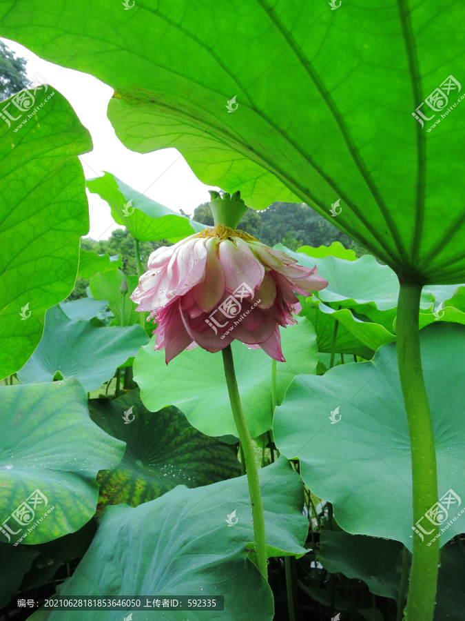 荷花
