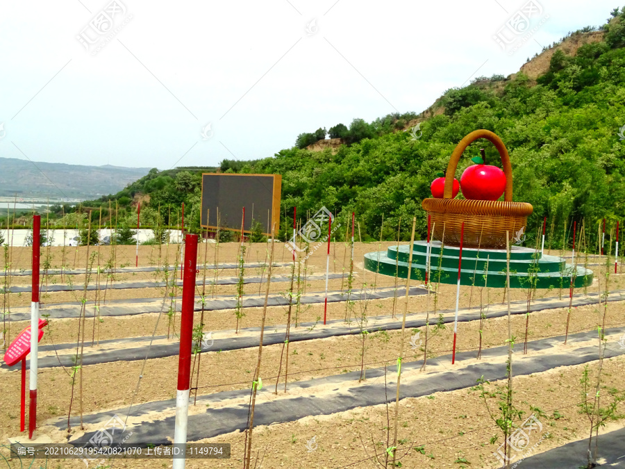 苹果树种植