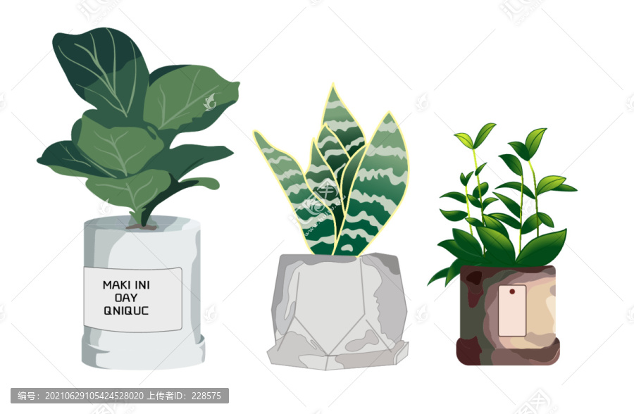 植物插画
