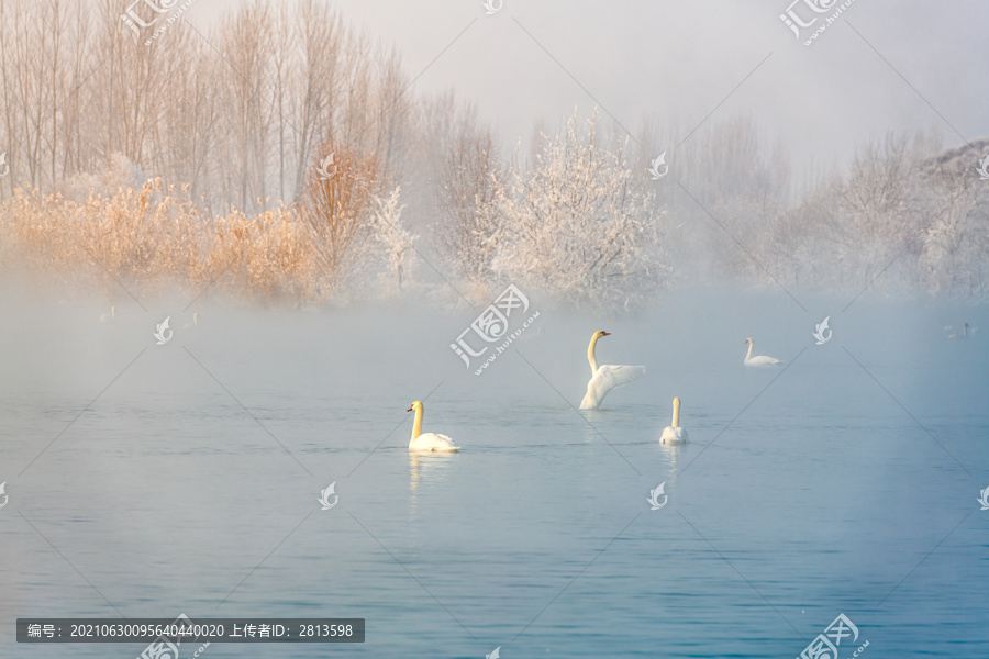 新疆伊宁冬季栖息的疣鼻天鹅