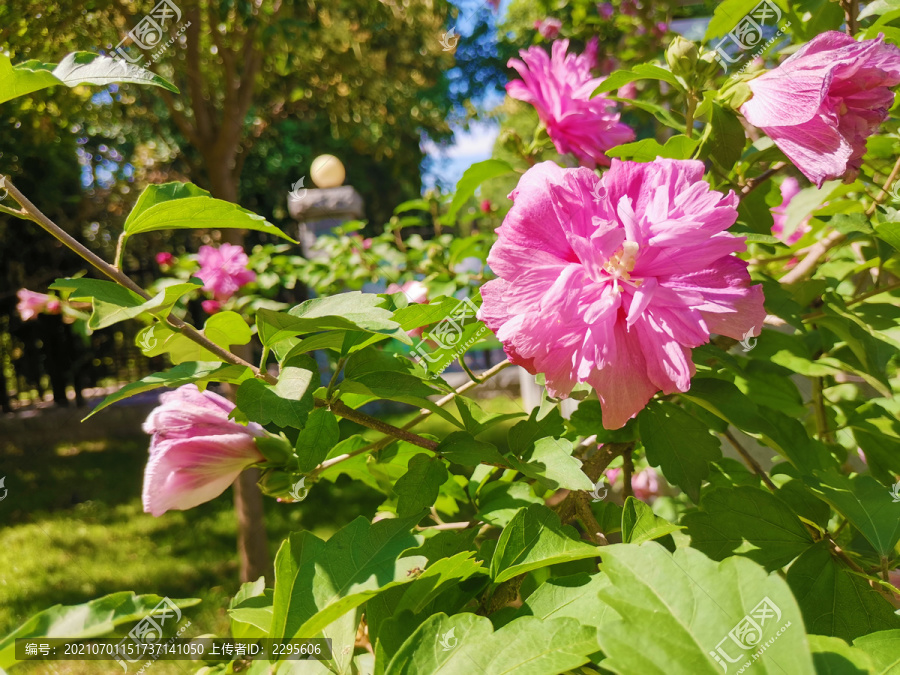 木槿花