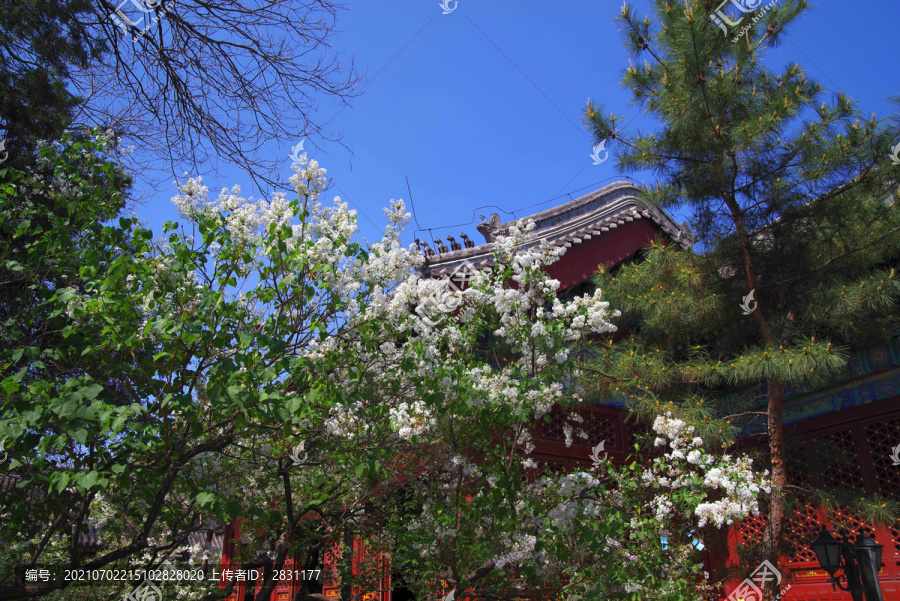 北京法源寺