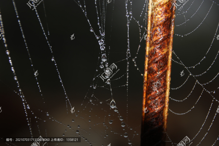 蜘蛛网上结了水珠设计素材背景