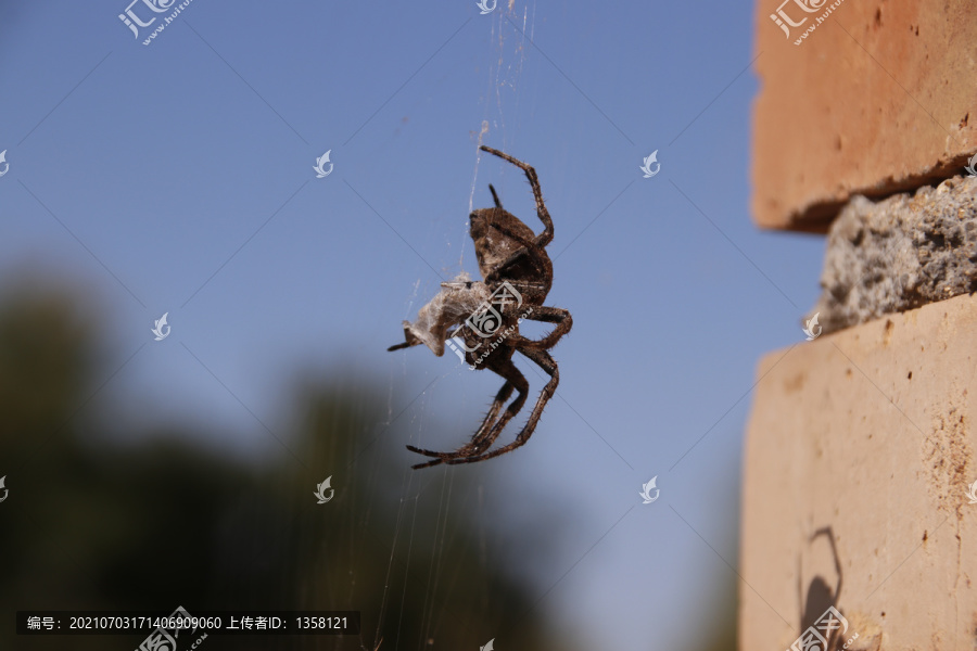 蜘蛛吐丝狩猎昆虫蜘蛛抓蚱蜢