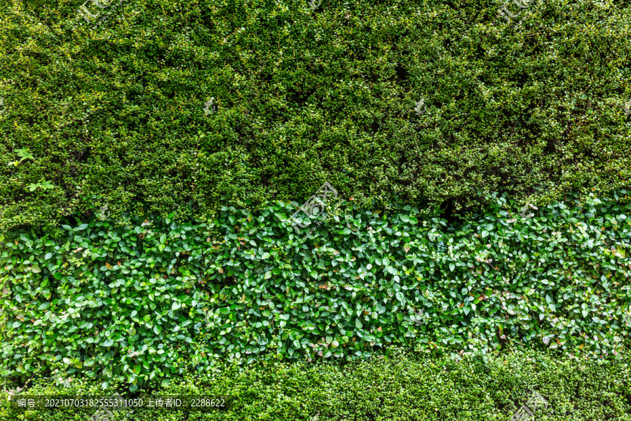 绿植景观墙