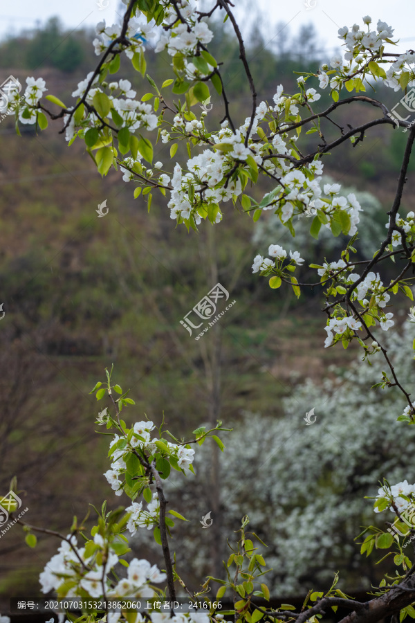 梨树梨花