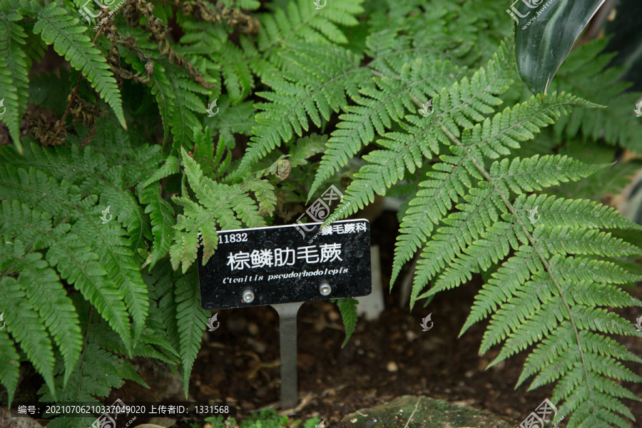 植物园里的棕鳞肋毛厥