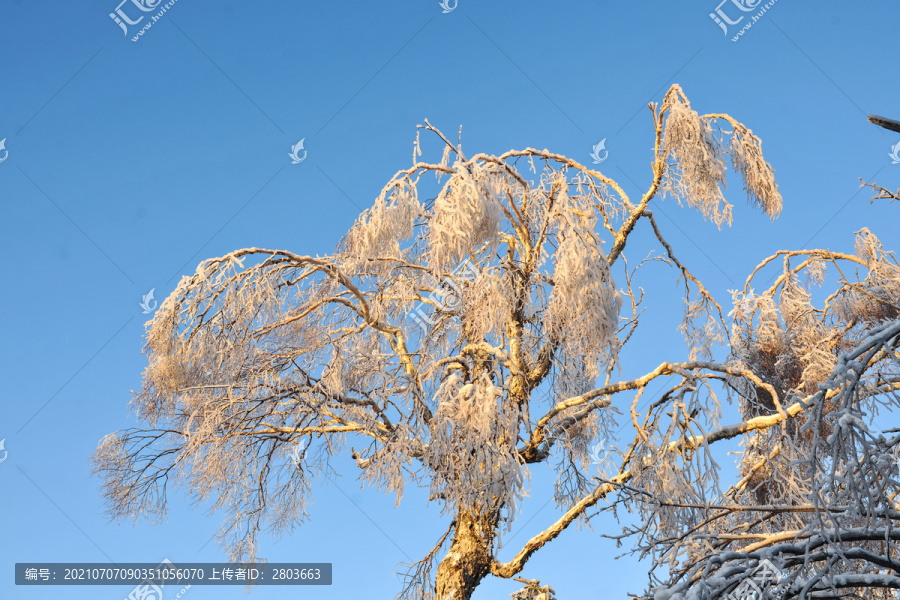 雪松积雪夕阳