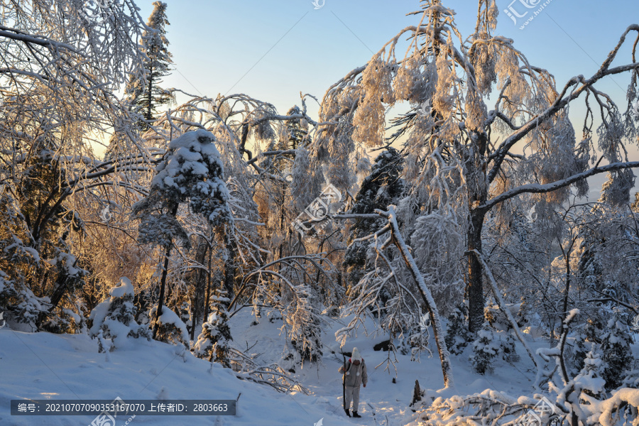 雪松积雪夕阳