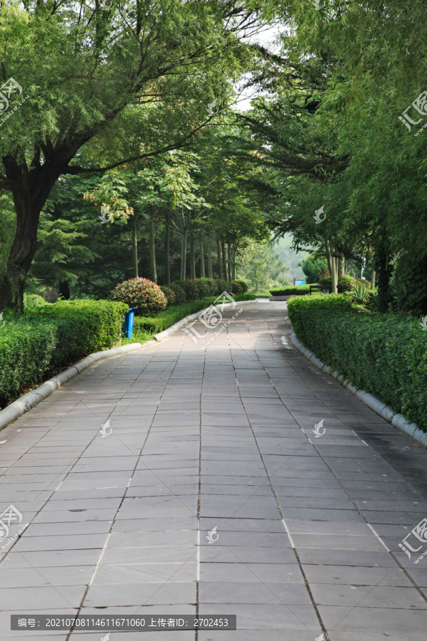 林荫道