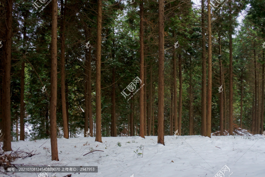 雪中杉树林
