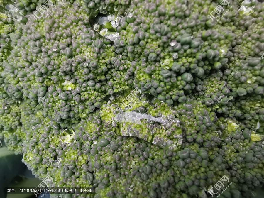 西兰花青花菜种植基地特写配图