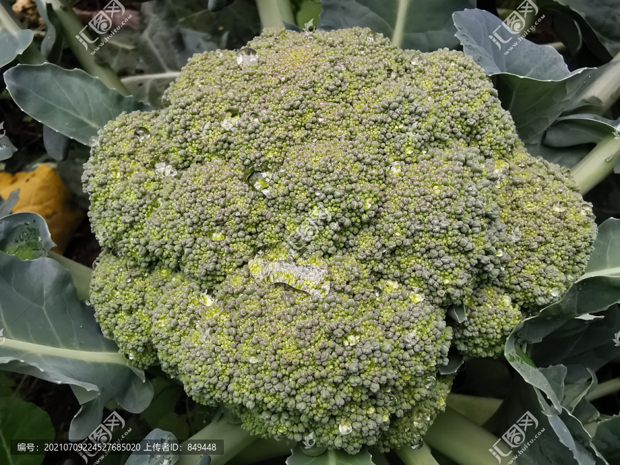 西兰花青花菜种植基地特写配图