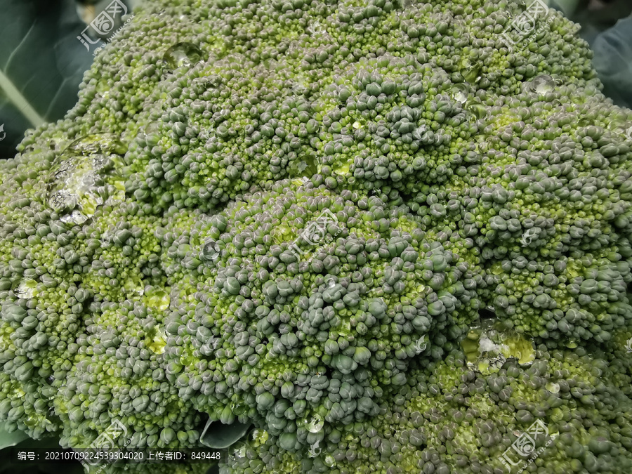 西兰花青花菜种植基地特写配图