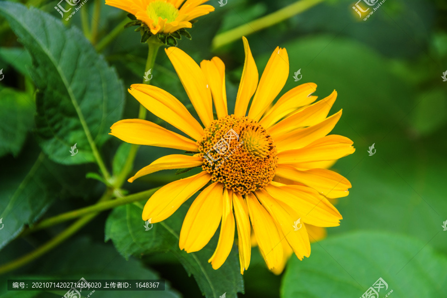 一朵绽放的黄色的赛菊芋花