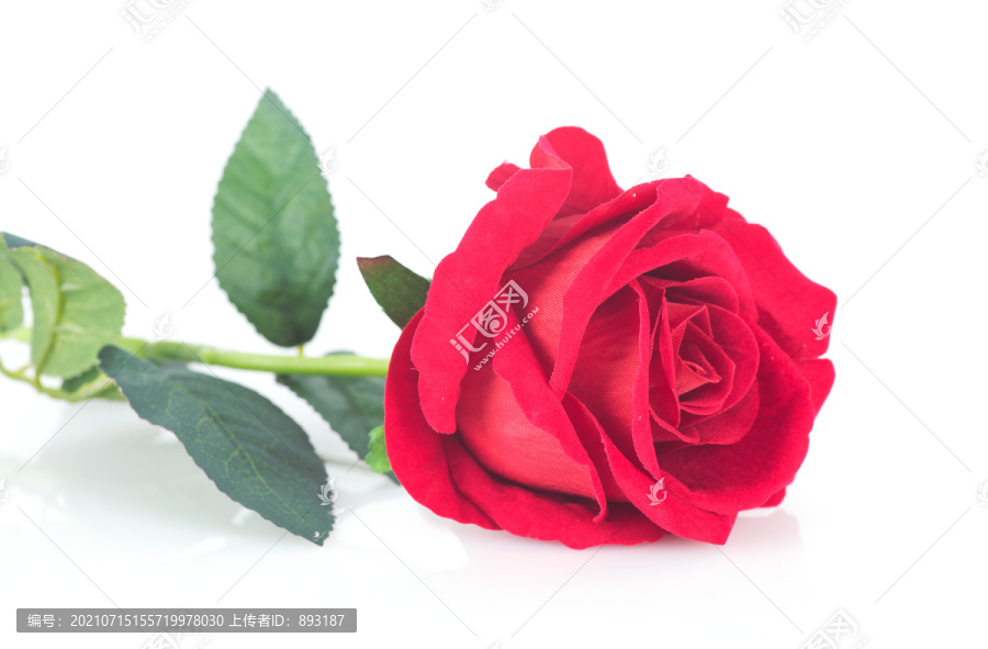 一支红色玫瑰花