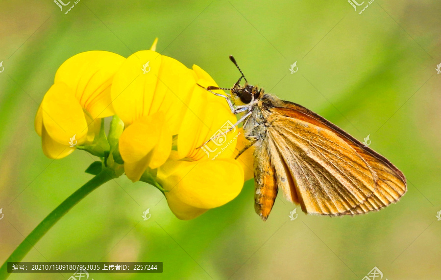 黄斑弄蝶