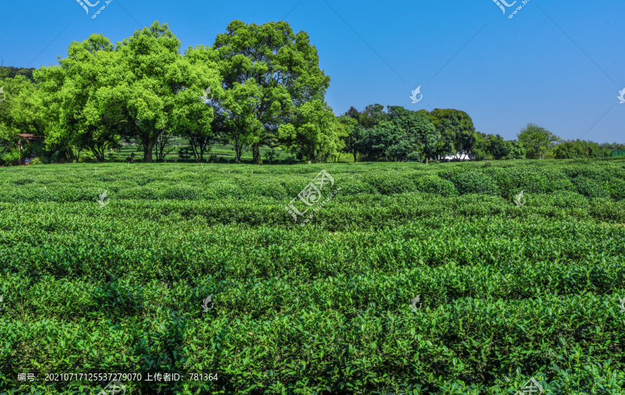 茅家埠茶园