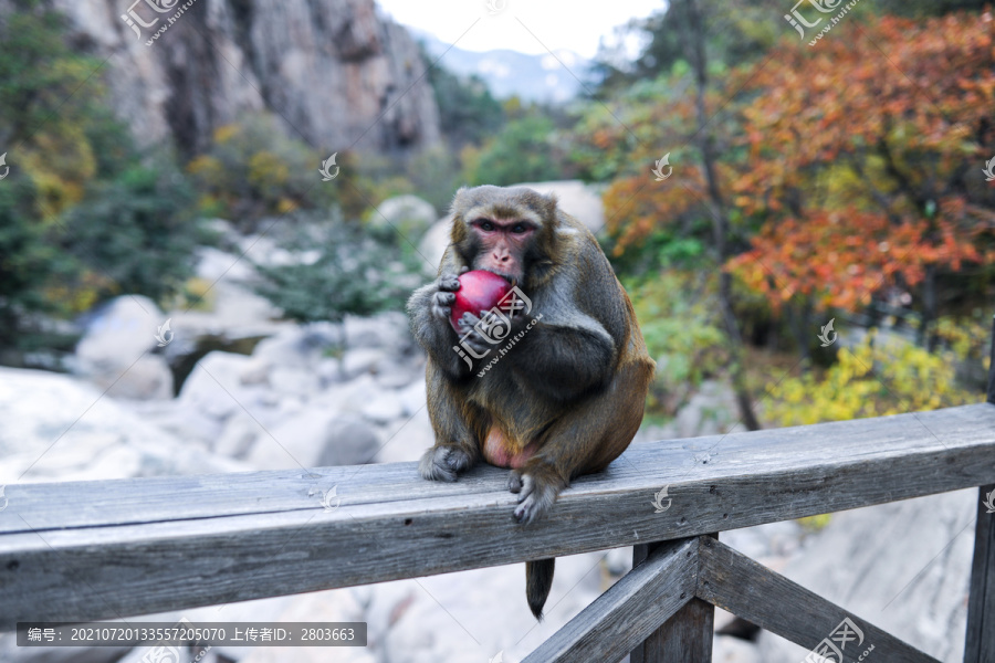 一只吃苹果的猴子