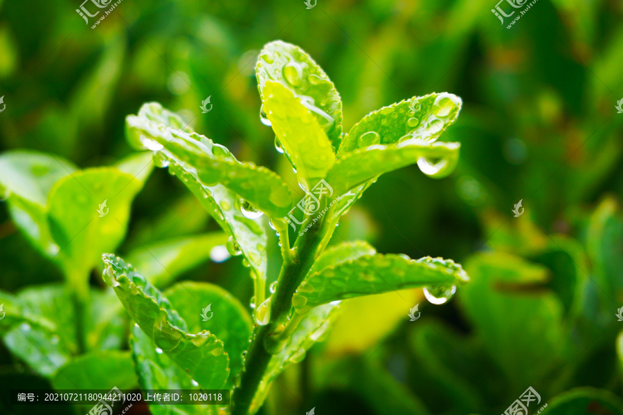 挂满雨水珠的冬青卫矛