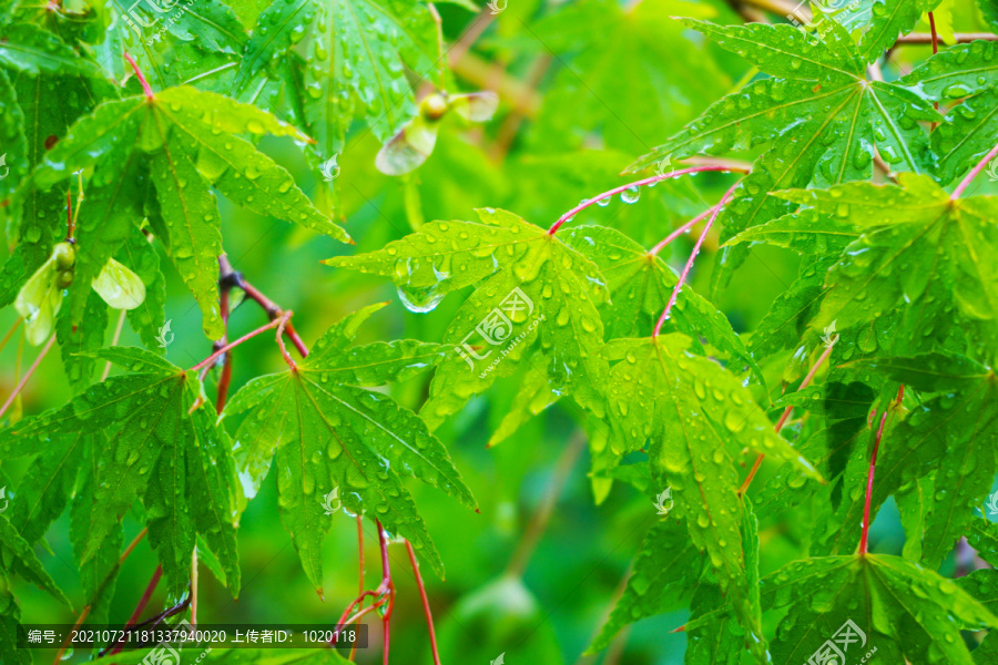 挂满雨滴的枫树枝