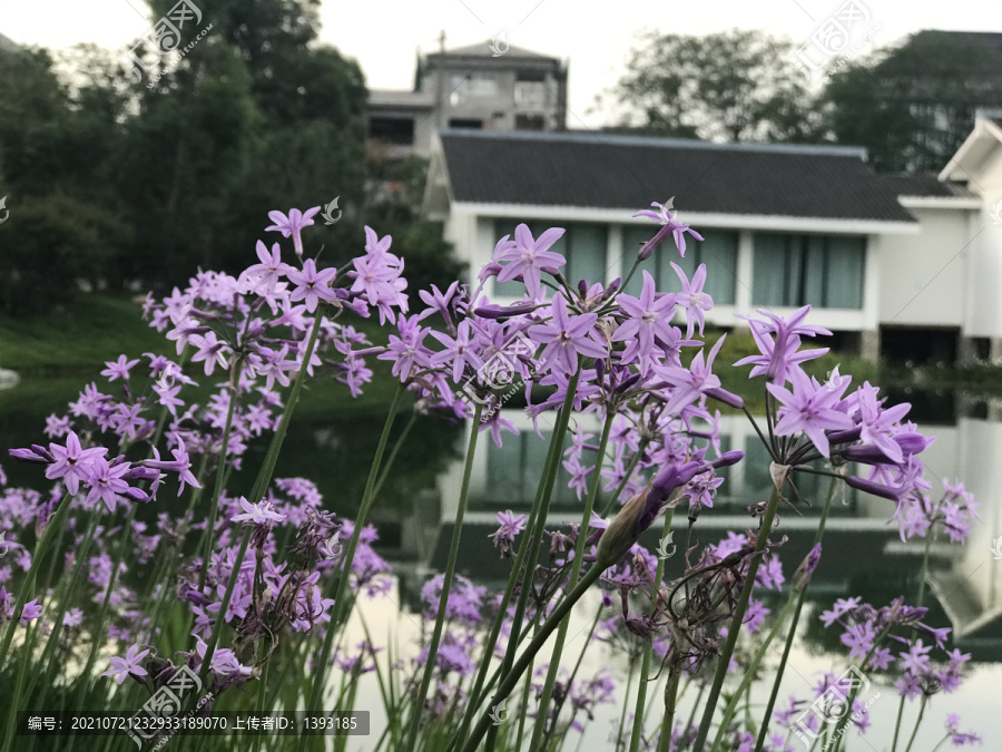 成都浣花溪公园里的紫娇花